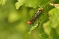 A pair of mating Soldier Beetle