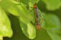 A pair of mating Soldier Beetle