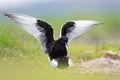 Pair of mating White-winged Black Tern birds on grassy wetlands during a spring nesting period