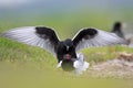 Pair of mating White-winged Black Tern birds on grassy wetlands during a spring nesting period