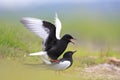 Pair of mating White-winged Black Tern birds on in spring season