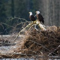 Pair of mature bald eagles rest on a fallen tree Royalty Free Stock Photo