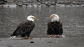 Pair of bald eagles on riverbank when snowing Royalty Free Stock Photo