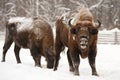 Pair of mature European bisons in winter in Orlovskoye Polesie N