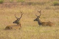 Pair of Mature Male Swamp Deer Resting