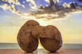 Pair of mature potatoes embracing each other at sunset