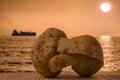 Pair of mature potatoes embracing each other at sunset