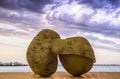 Pair of mature potatoes embracing each other at sunset