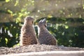 Pair of meerkat