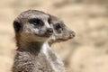 Pair of Meerkats 02