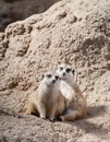 Pair of Meerkats