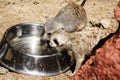 Pair of Meerkats drinking