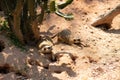 A pair of meerkats lie in the shade