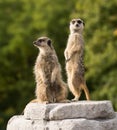 Pair of meerkats on lookout Royalty Free Stock Photo