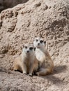 Pair of Meerkats Posing