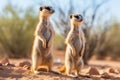 pair of meerkats standing upright and alert in the desert Royalty Free Stock Photo