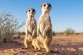 pair of meerkats standing upright and alert in the desert Royalty Free Stock Photo