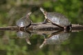 A Pair of Midland Painted Turtles Basking on a Log