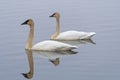 A Pair of Migrating Tundra Swans on the Mississippi Flyway Royalty Free Stock Photo