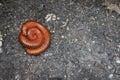 A Pair of Millipedes mating. Mating of red millipedes, Bangkok, Thailand.