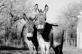 Pair of mini donkeys in black and white