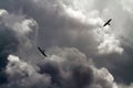 Two Mississippi Kites and Threatening Clouds