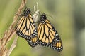Pair of Monarch butterflies Royalty Free Stock Photo