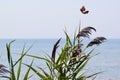 Pair of Monarch butterflies (Danaus plexippus) in flight along hiking trail at Presqu\'ile