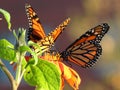 Pair of Monarch Butterflies in the Garden Royalty Free Stock Photo