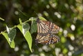 A Pair of Monarch Butterflies Mating