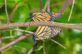 A pair of monarch butterflies mating on a tree branch in the Minnesota Valley Wildlife Refuge near Minneapolis, Minnesota Royalty Free Stock Photo