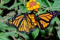 Monarch Butterflies traveling through Arizona Royalty Free Stock Photo