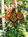 A pair of Monarch Butterflies resting