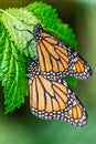 Pair of Monarch butterflies resting on green leaves Royalty Free Stock Photo