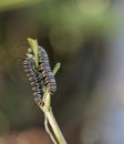 Pair of Monarch Caterpillars entwine atop Butterfly Weed, Portrait