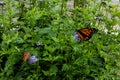 A Pair of Monarchs Pollinating Purple Blooms Royalty Free Stock Photo