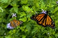 A Pair of Monarchs on Purple Blooming Flowers Royalty Free Stock Photo