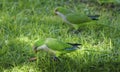 Pair of Monk Parakeets eating on the grass