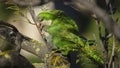 Pair of Monk Parakeets Perched on a Tree Branch