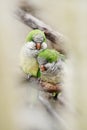 Pair of monk parakeets perching on the branch with light smooth background.