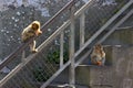 A pair of monkey. Gibraltar