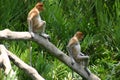 Pair of monkeys Royalty Free Stock Photo