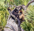 Pair of Monkeys in Driftwood Royalty Free Stock Photo