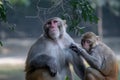 Pair of monkeys engaging in classic grooming behavior in a zoo Royalty Free Stock Photo