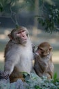 Pair of monkeys engaging in classic grooming behavior in a zoo Royalty Free Stock Photo