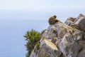 A pair of monkeys resting on the Rock of Gibraltar