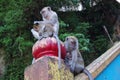 Pair of monkeys on the steps of the Batu Caves temple in Malaysia near Kuala Lumpur Royalty Free Stock Photo