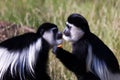 Pair of monkeys at zoo Royalty Free Stock Photo