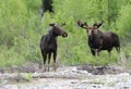 Pair of Moose feeding near a river .