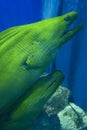 Pair of Moray Eels